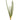 12" Snake Grass