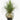 20" Pony Tail Palm - UV Treated