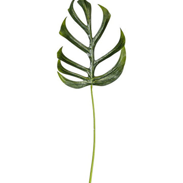 25.5" Monstera Dilacerata Leaf Stem