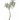 6.5' Queensland Bottle Palm