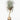 6' Pony Tail Palm Tree - UV Treated