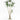 7' Dracaena Marginata in Round Tapered Pot - White