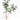 8.5' Ficus Alii Tree