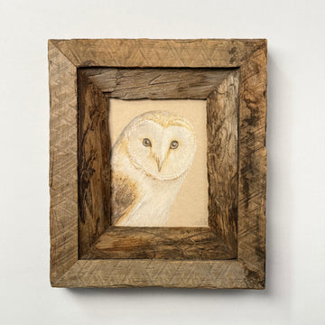 Barn Owl Drawing