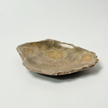 Fossil Coral Dishes - Brown