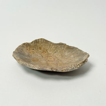 Fossil Coral Dishes - Brown