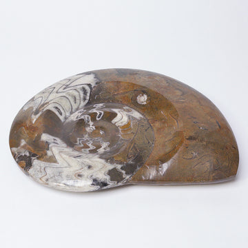 Polished Moroccan Goniatite Fossil [VINTAGE]